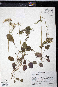 Packera obovata image