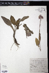 Senecio roseus image