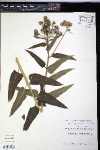 Senecio triangularis image