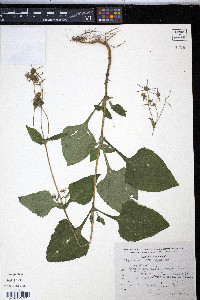 Sigesbeckia jorullensis image