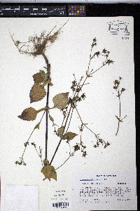 Sigesbeckia jorullensis image