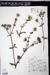 Silphium asteriscus image