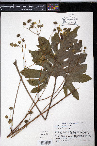 Silphium compositum image