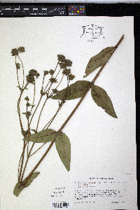 Silphium dentatum image