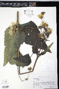 Silphium perfoliatum image