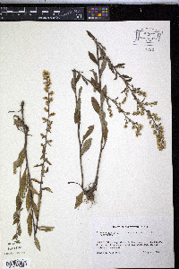 Solidago bicolor image