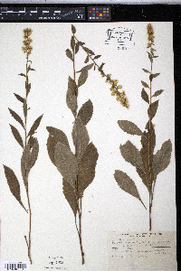 Solidago bicolor image