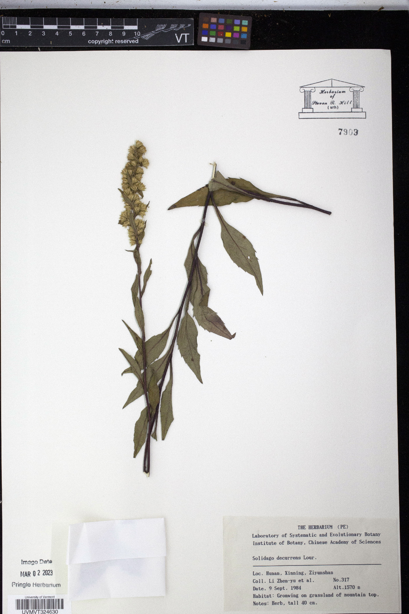 Solidago decurrens image