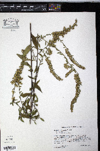 Solidago elliottii image