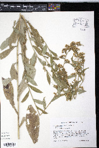 Solidago patula image