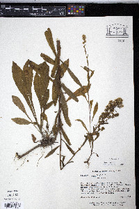 Solidago puberula image