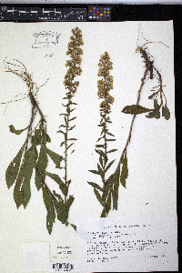 Solidago puberula image