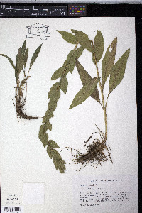 Solidago rigida image