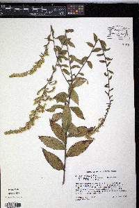 Solidago rugosa subsp. aspera image