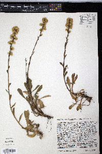 Solidago spathulata image