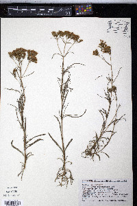 Stevia salicifolia image