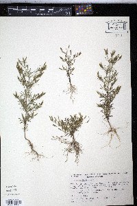 Tagetes filifolia image