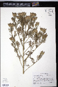 Tagetes foetidissima image