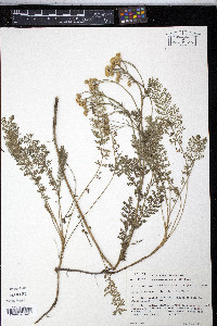 Image of Tanacetum millefolium