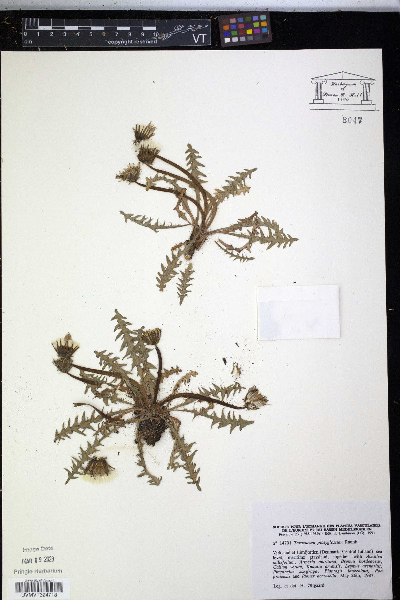 Taraxacum platyglossum image