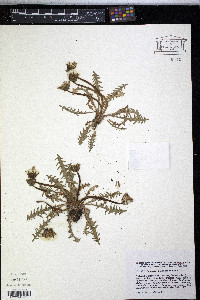 Image of Taraxacum platyglossum