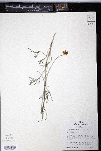 Thelesperma simplicifolium image