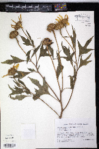 Tithonia diversifolia image