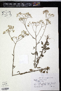 Vernonia cinerea image