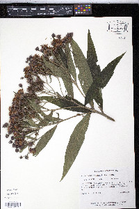 Vernonia noveboracensis image