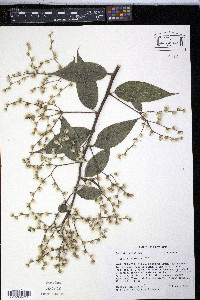 Vernonia patens image