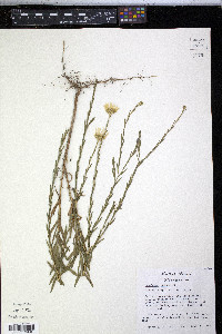 Xanthisma texanum image