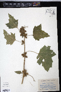 Xanthium strumarium var. glabratum image