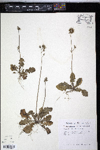 Youngia japonica image