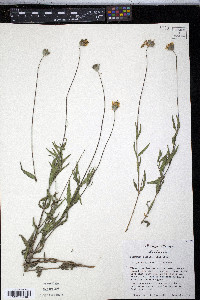 Zexmenia hispida image