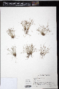 Cyperus subsquarrosus image