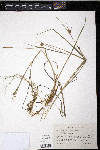 Eriophorum virginicum image