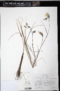 Eriophorum angustifolium image