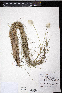 Eriophorum spissum image
