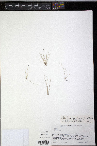 Eleocharis nigrescens image