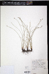 Eleocharis compressa image