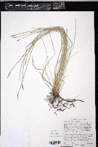 Eleocharis macrostachya image