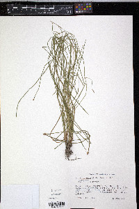 Eleocharis ovata image