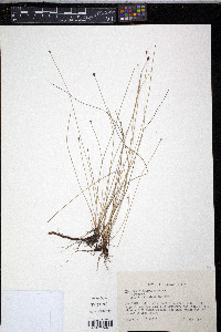 Eleocharis elliptica image