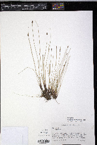 Eleocharis erythropoda image