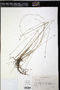 Eleocharis erythropoda image