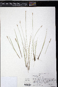 Carex sterilis image