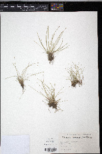 Eleocharis flavescens image