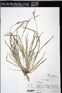 Carex styloflexa image