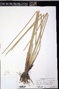 Eleocharis mutata image