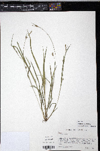 Carex styloflexa image